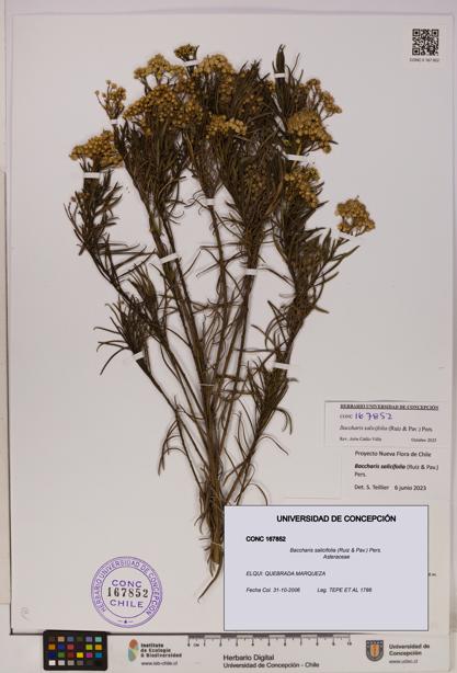 Baccharis salicifolia [Espécimen: UDEC:CONC:0167852]