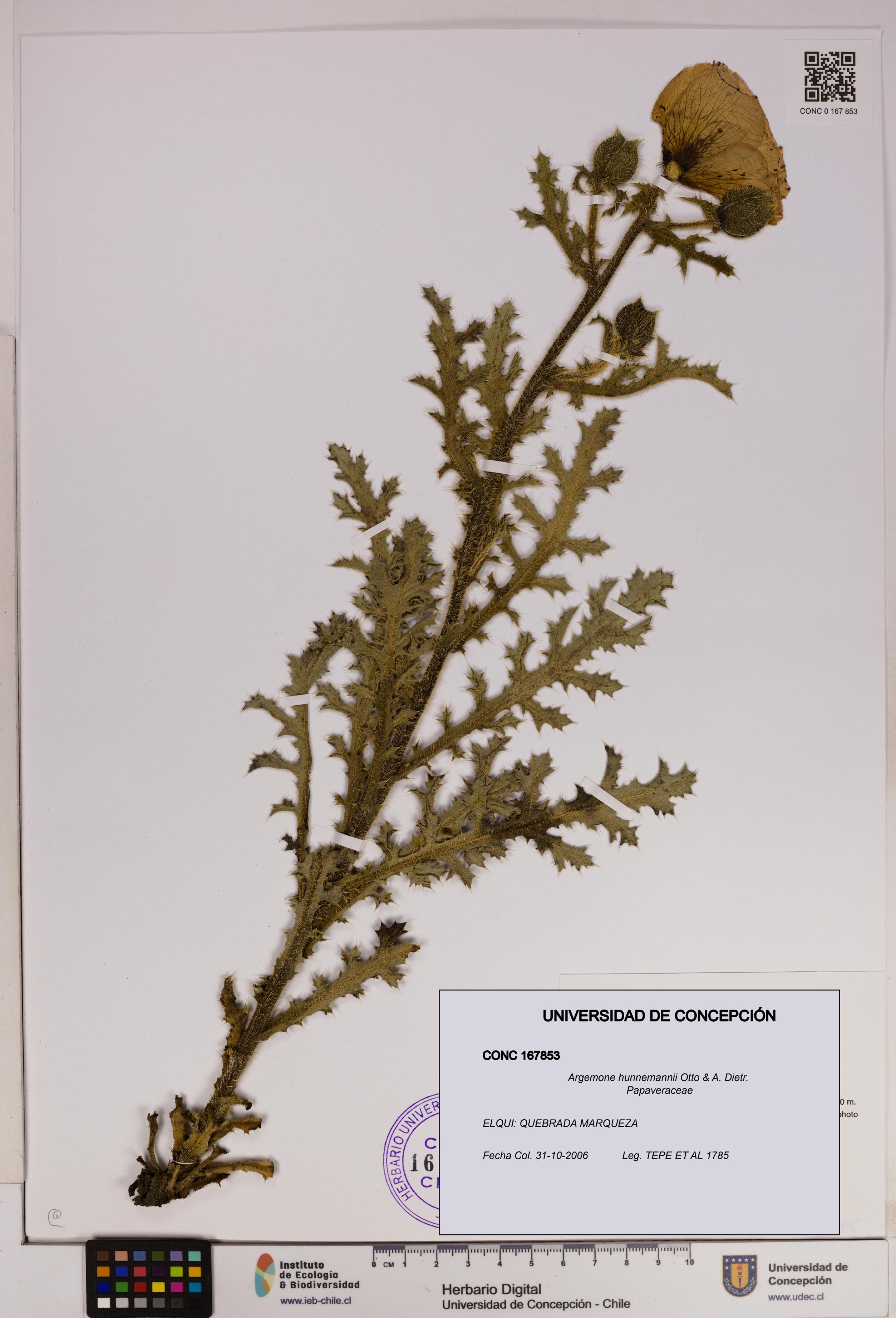 Argemone hunnemannii [Espécimen: UDEC:CONC:0167853]