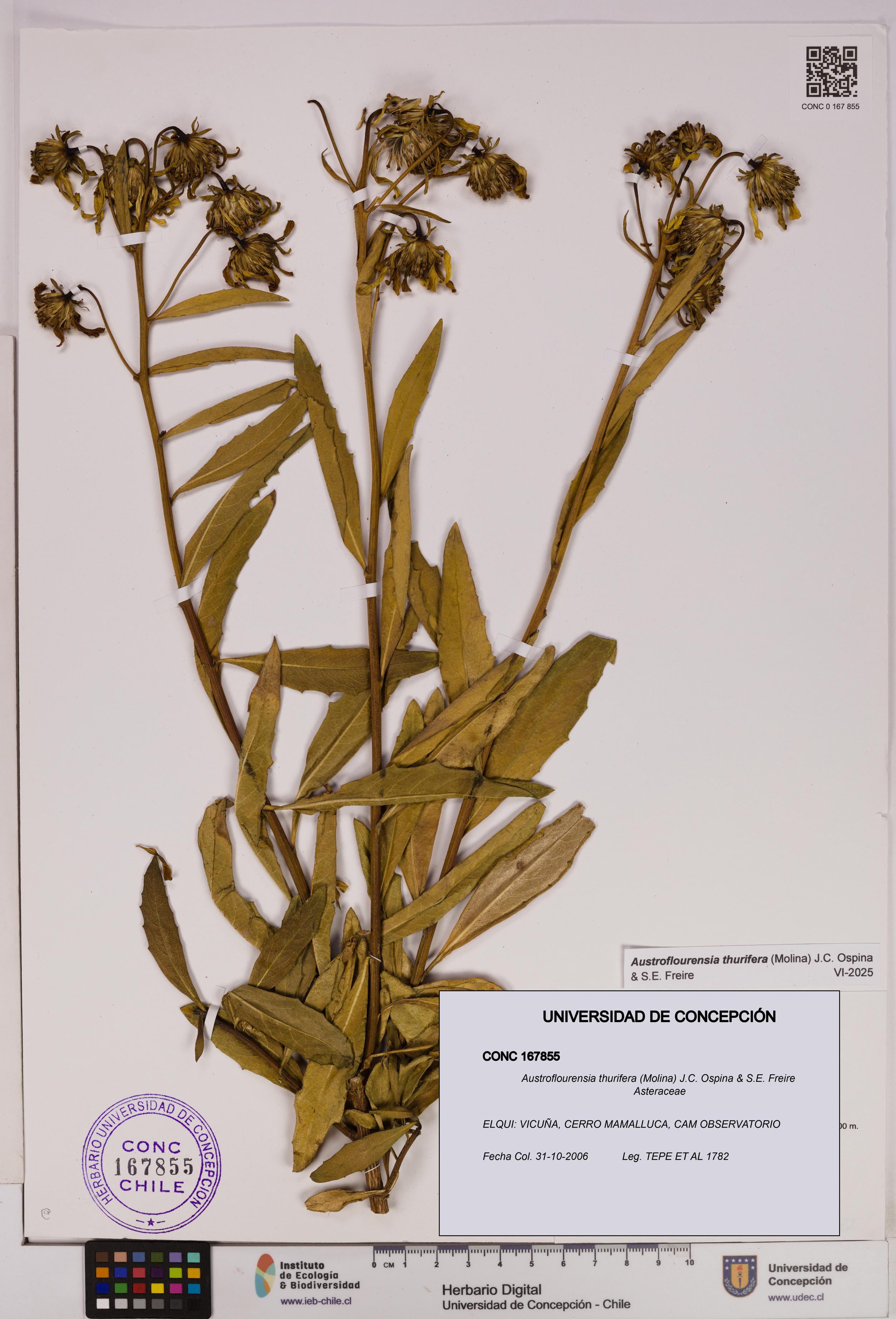 Austroflourensia thurifera [Espécimen: UDEC:CONC:0167855]