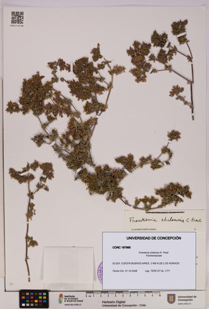 Frankenia chilensis [Espécimen: UDEC:CONC:0167865]