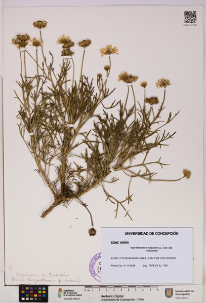 Argyranthemum frutescens [Espécimen: UDEC:CONC:0167870]