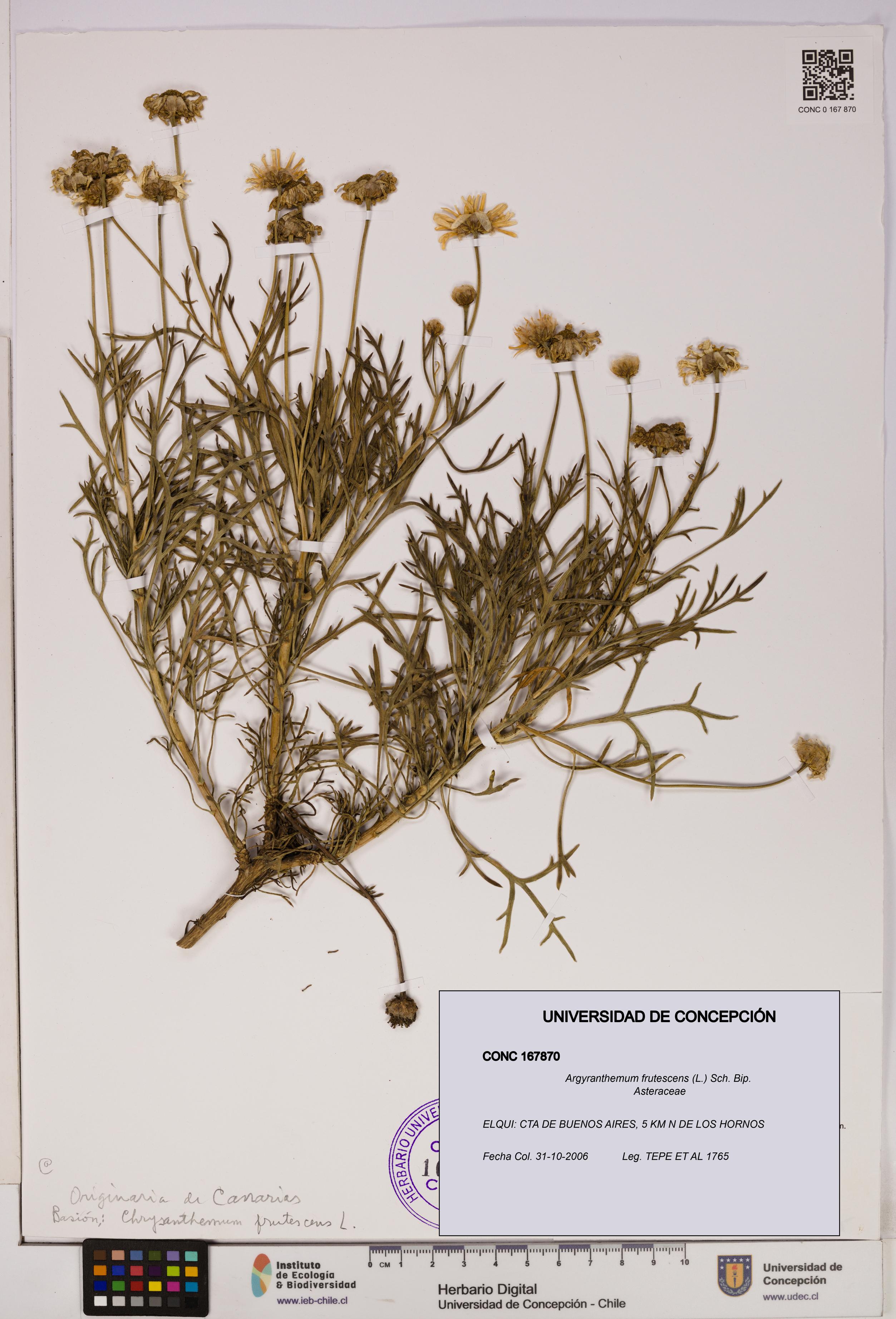 Argyranthemum frutescens [Espécimen: UDEC:CONC:0167870]