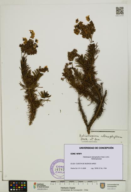 Heliotropium stenophyllum [Espécimen: UDEC:CONC:0167871]