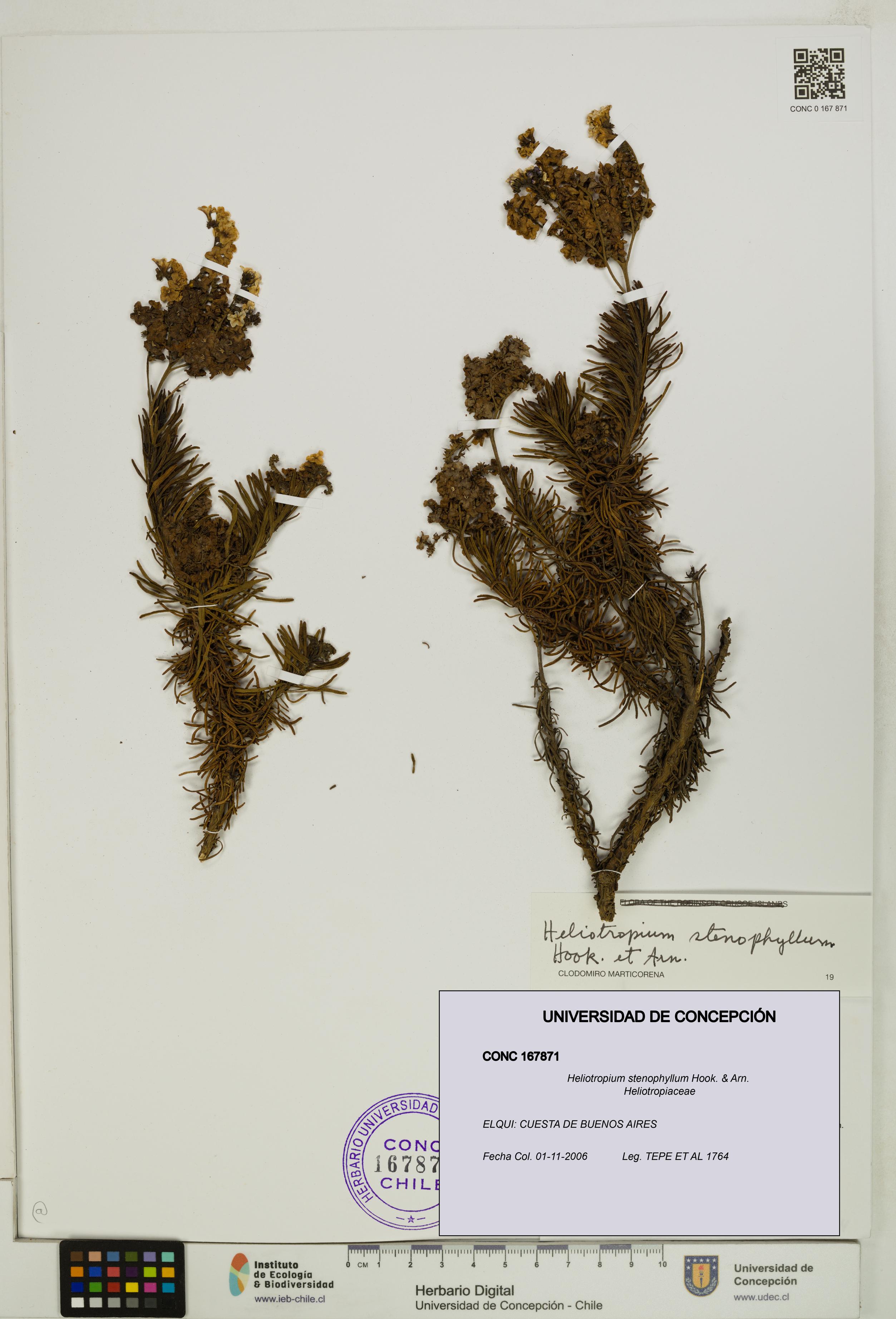 Heliotropium stenophyllum [Espécimen: UDEC:CONC:0167871]