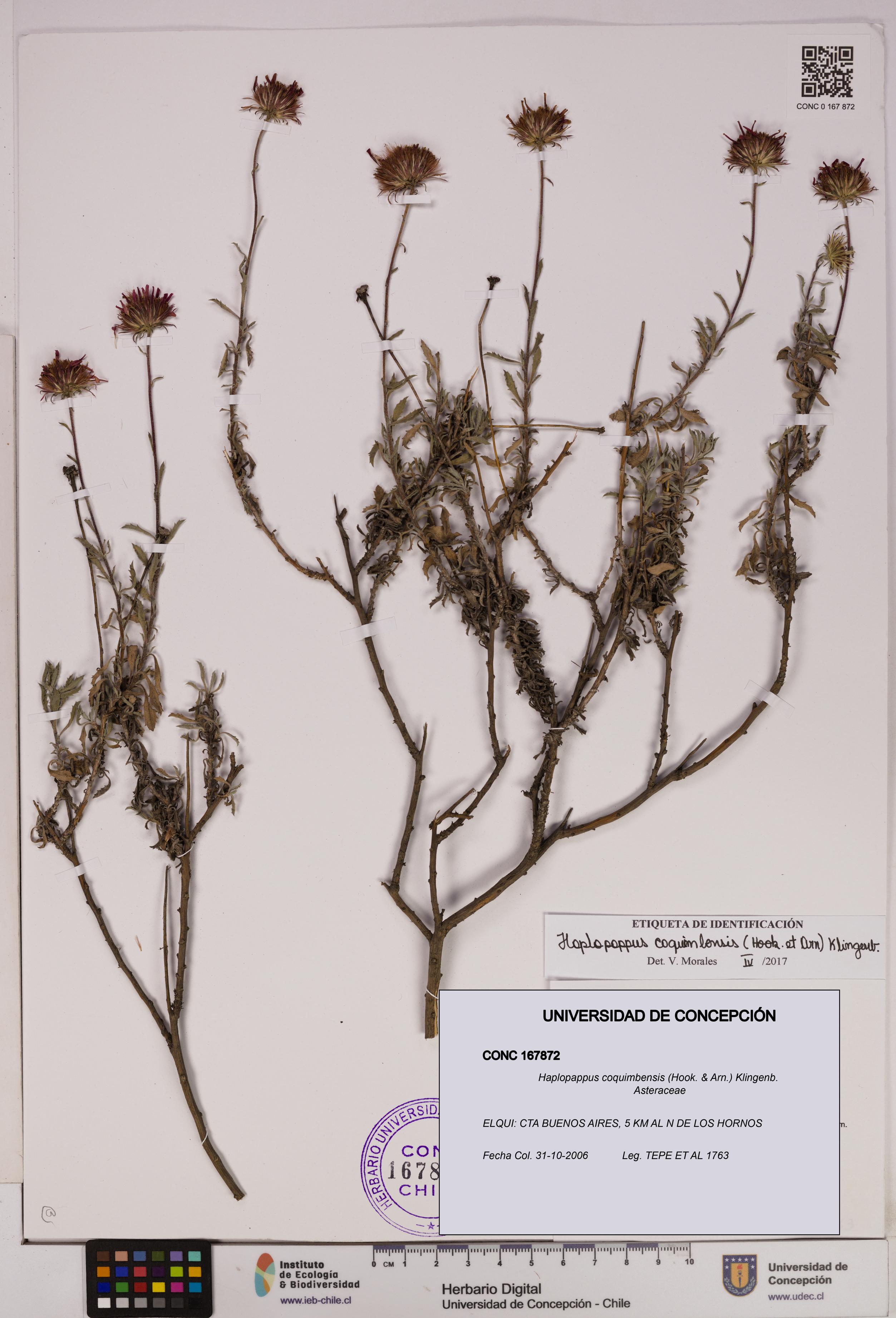 Haplopappus coquimbensis [Espécimen: UDEC:CONC:0167872]