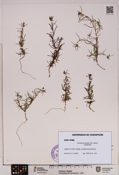 Camissonia dentata [Espécimen: UDEC:CONC:0167882]