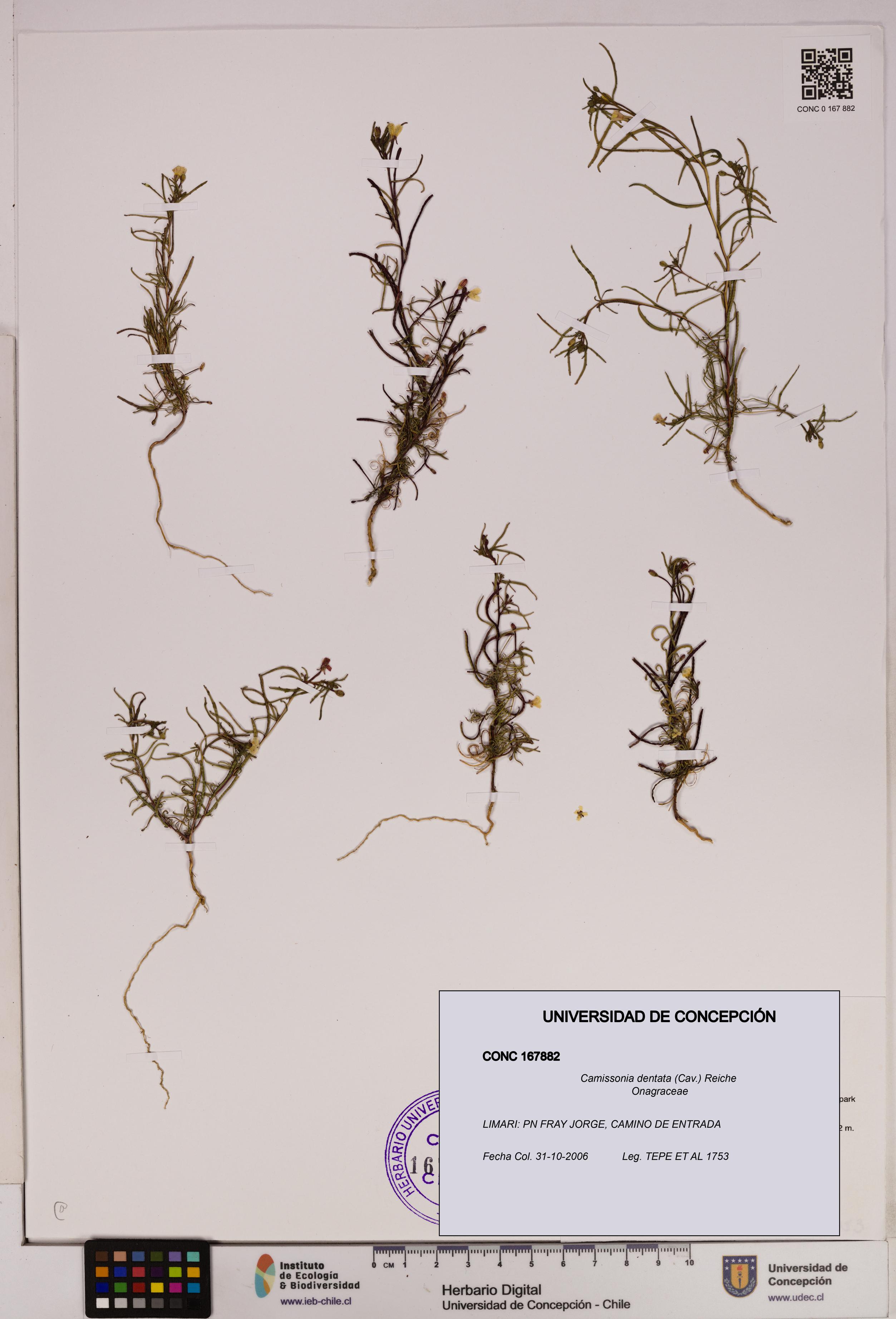 Camissonia dentata [Espécimen: UDEC:CONC:0167882]