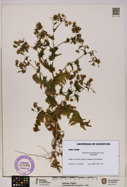 Moscharia pinnatifida [Espécimen: UDEC:CONC:0167884]