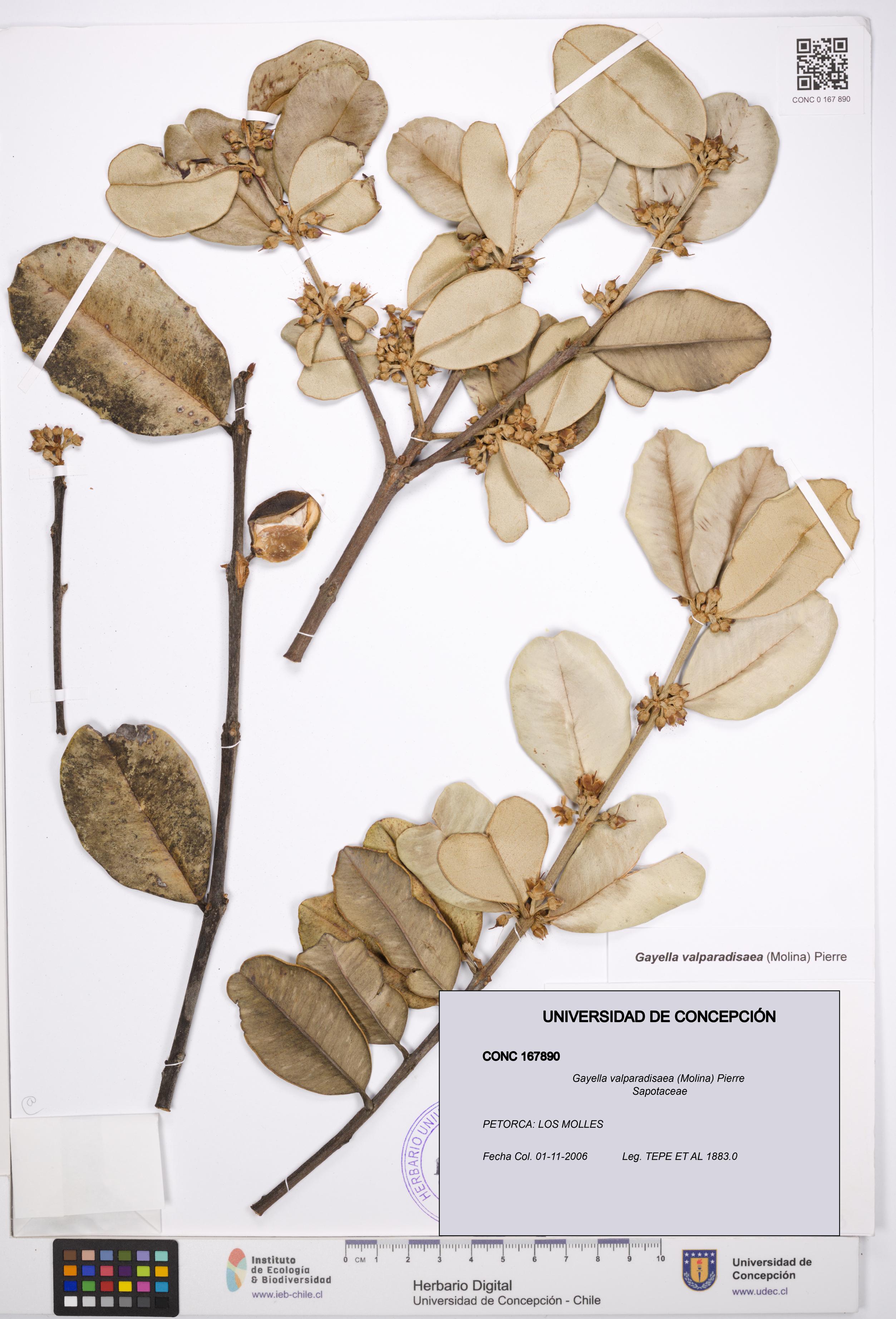 Gayella valparadisaea [Espécimen: UDEC:CONC:0167890]