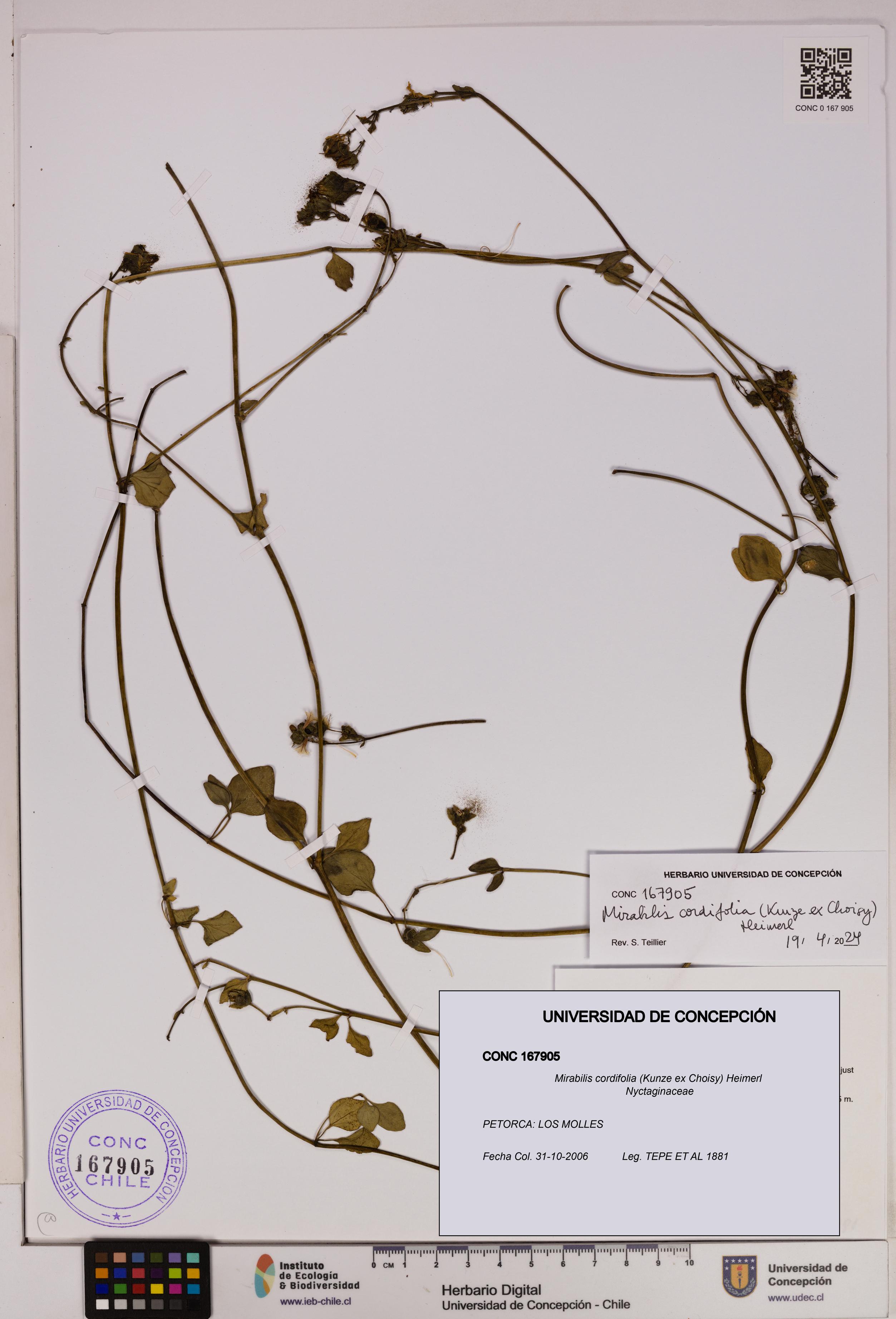 Mirabilis cordifolia [Espécimen: UDEC:CONC:0167905]