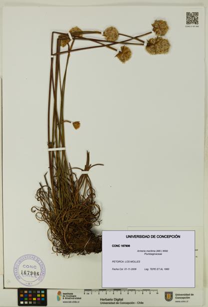 Armeria maritima [Espécimen: UDEC:CONC:0167906]