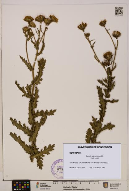 Senecio adenotrichius [Espécimen: UDEC:CONC:0167916]