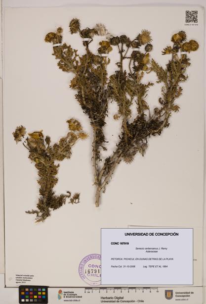 Senecio cerberoanus [Espécimen: UDEC:CONC:0167919]