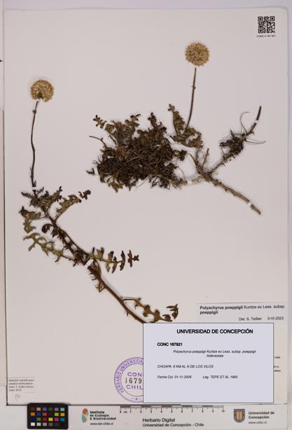 Polyachyrus poeppigii [Espécimen: UDEC:CONC:0167921]