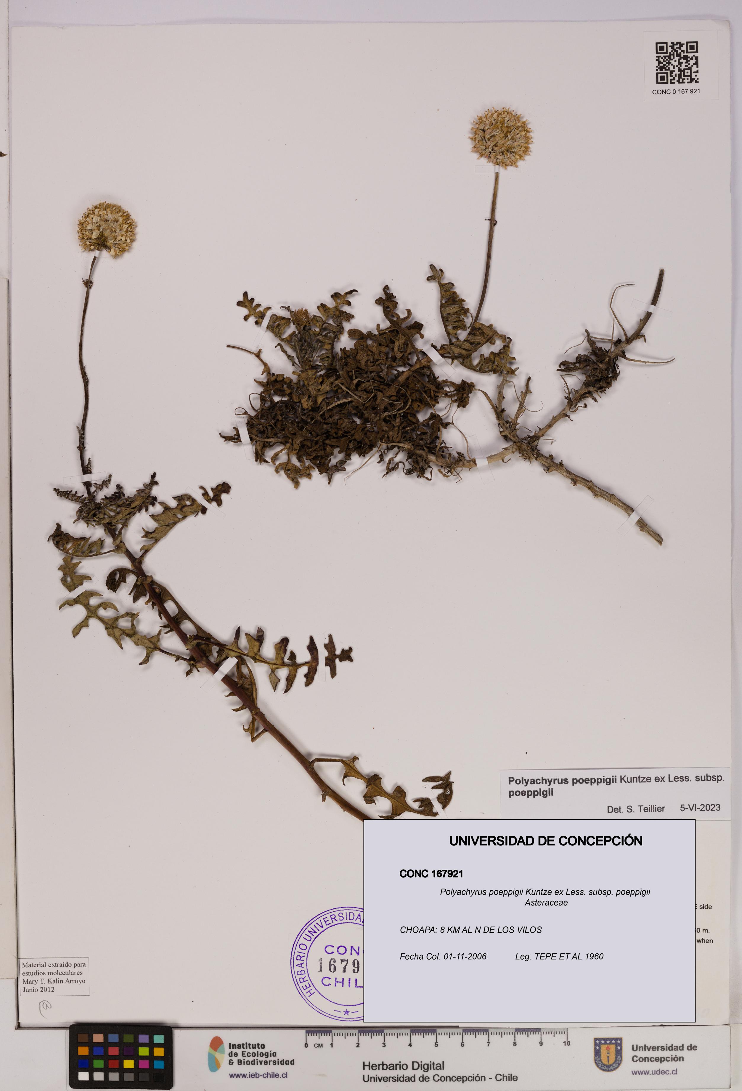 Polyachyrus poeppigii [Espécimen: UDEC:CONC:0167921]