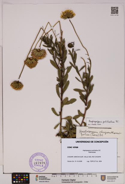 Haplopappus pulchellus [Espécimen: UDEC:CONC:0167928]