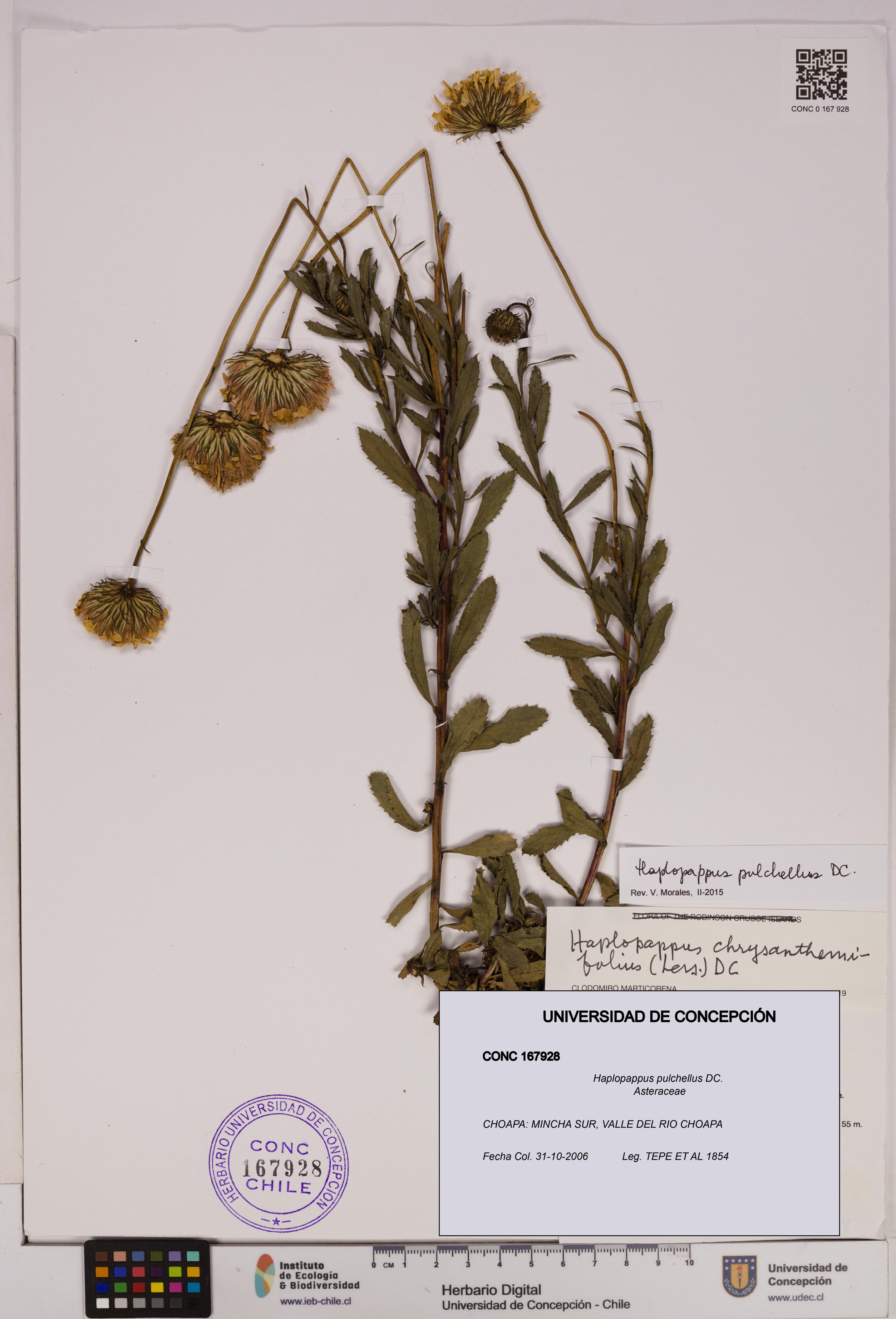 Haplopappus pulchellus [Espécimen: UDEC:CONC:0167928]