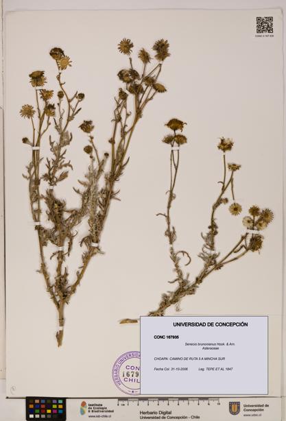 Senecio brunonianus [Espécimen: UDEC:CONC:0167935]