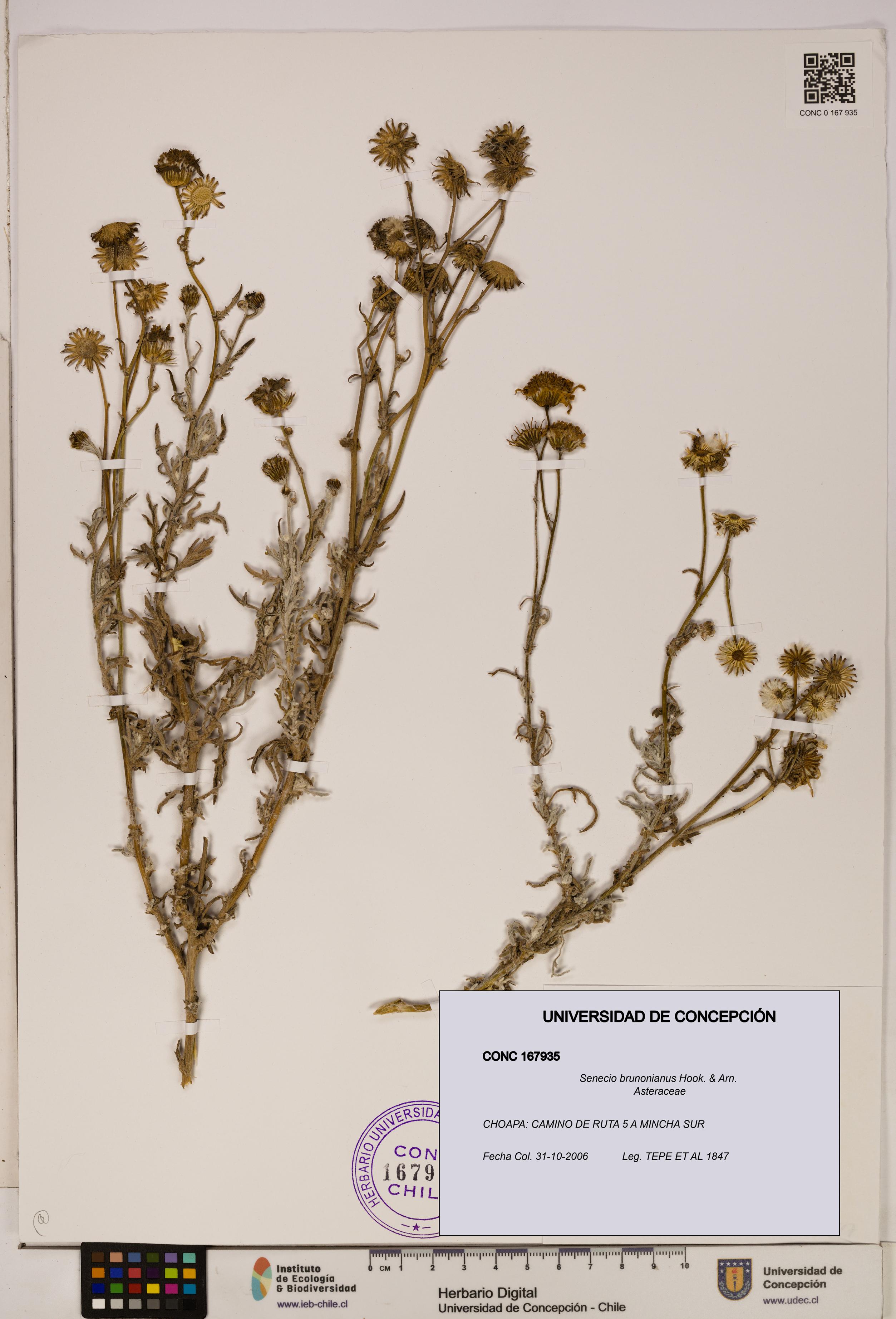 Senecio brunonianus [Espécimen: UDEC:CONC:0167935]