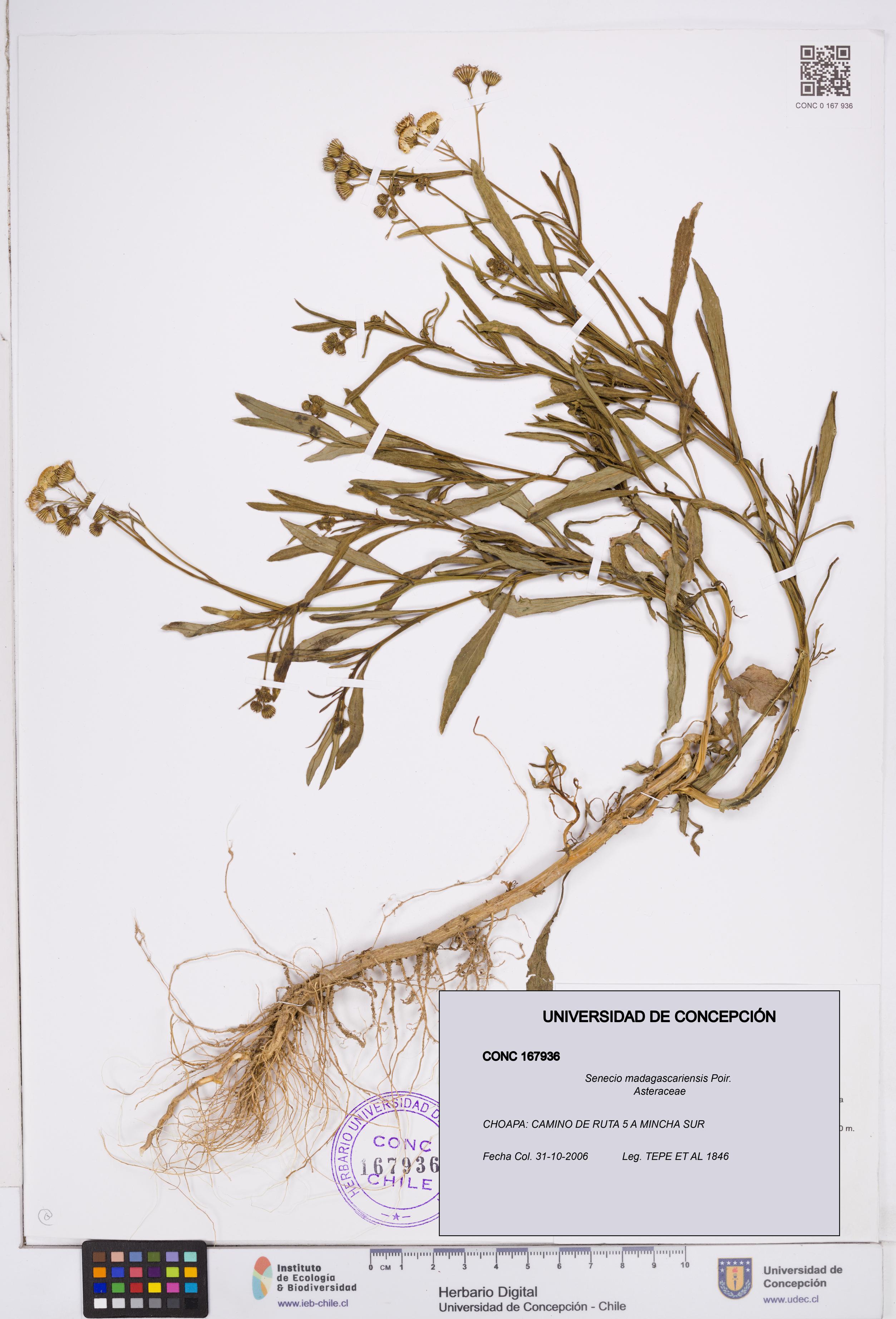 Senecio madagascariensis [Espécimen: ]