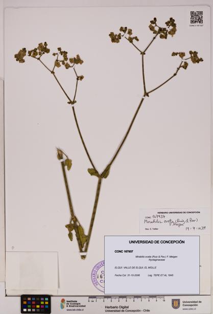 Mirabilis ovata [Espécimen: UDEC:CONC:0167937]