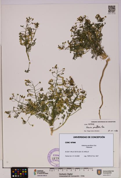 Adesmia parviflora [Espécimen: UDEC:CONC:0167946]