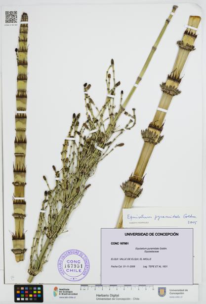 Equisetum giganteum [Espécimen: UDEC:CONC:0167951]
