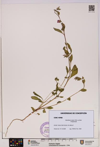 Oenothera rosea [Espécimen: UDEC:CONC:0167952]