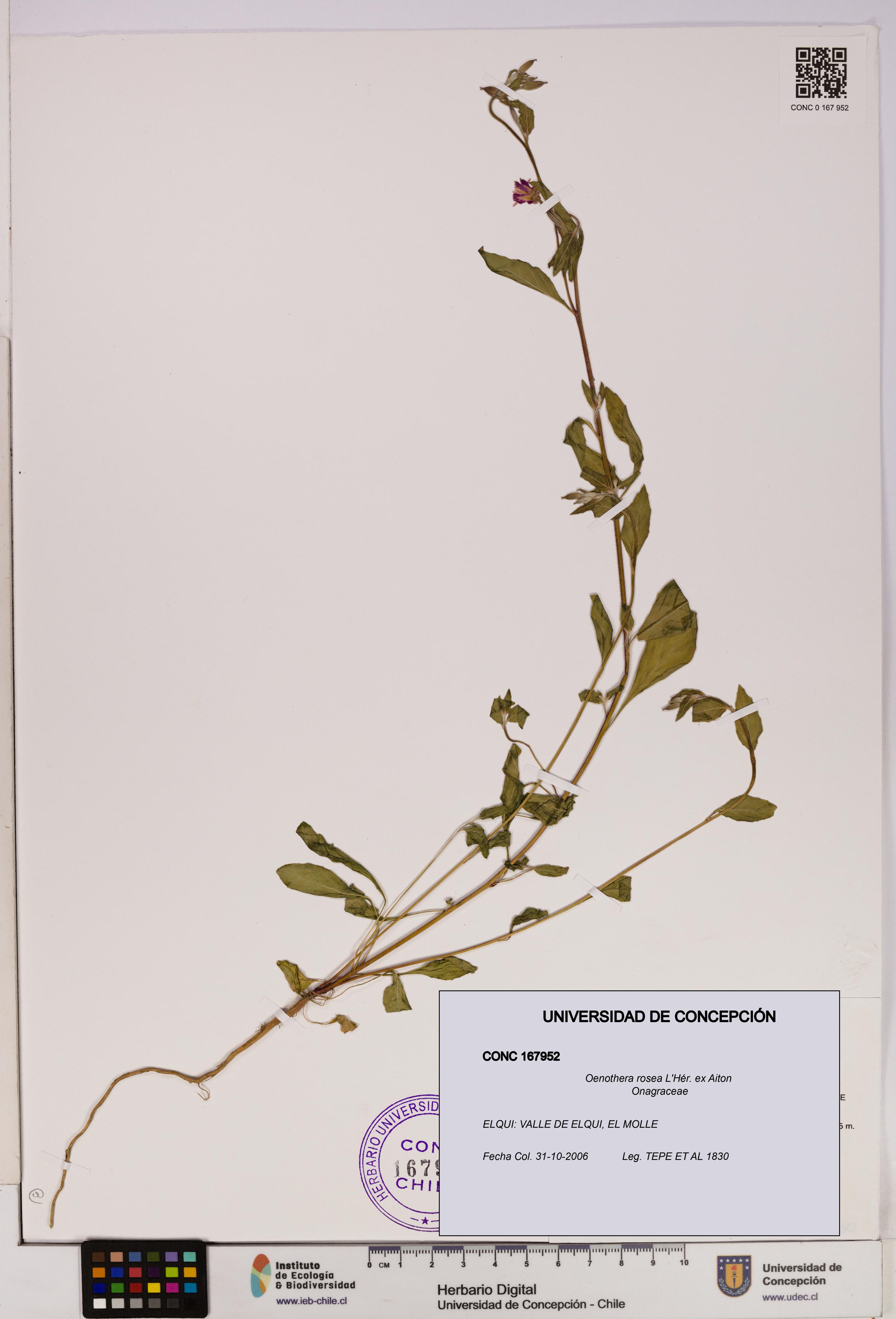 Oenothera rosea [Espécimen: UDEC:CONC:0167952]