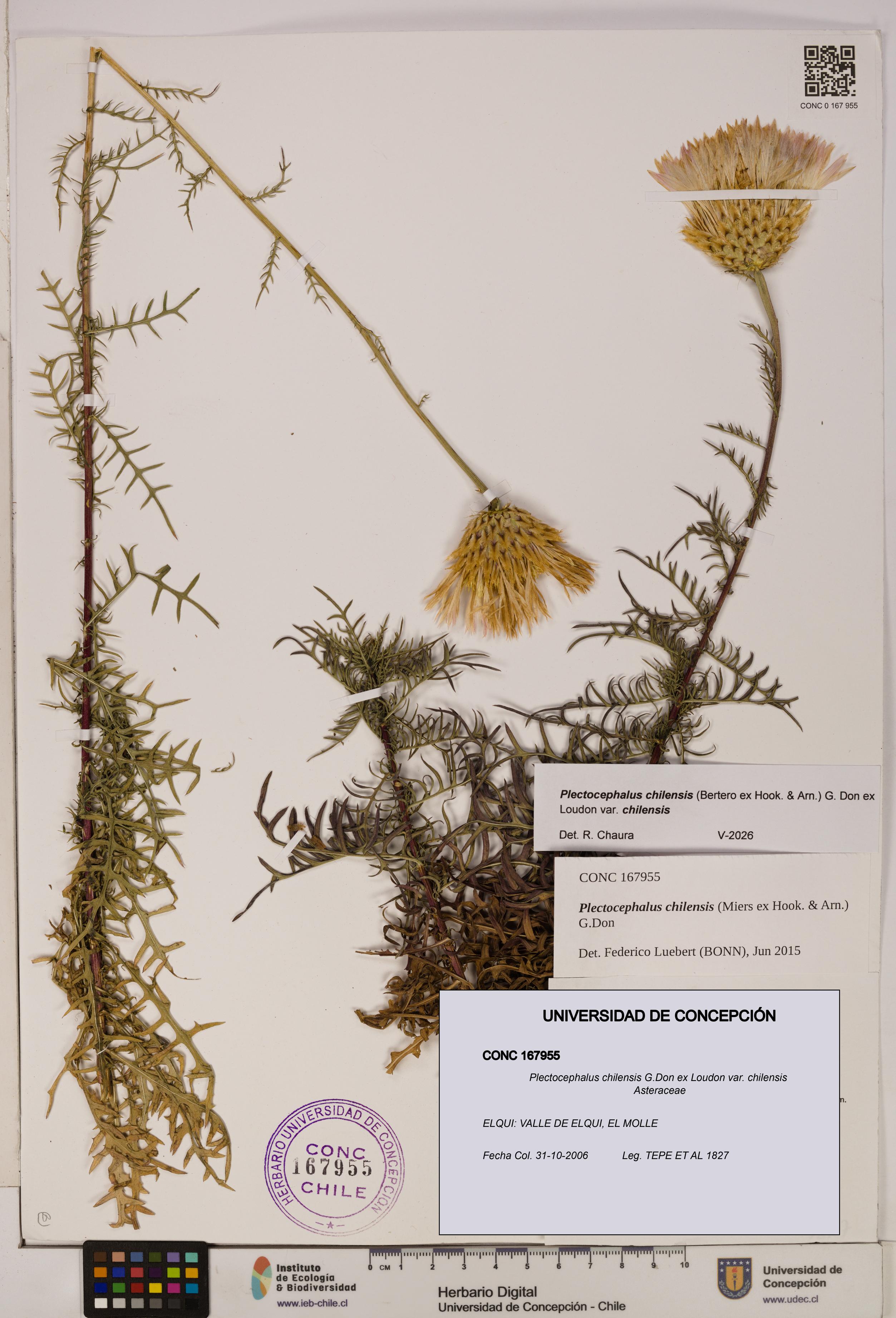 Plectocephalus chilensis [Espécimen: ]