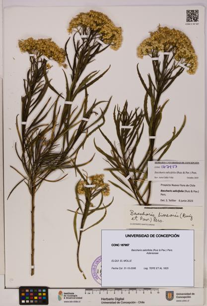 Baccharis salicifolia [Espécimen: UDEC:CONC:0167957]