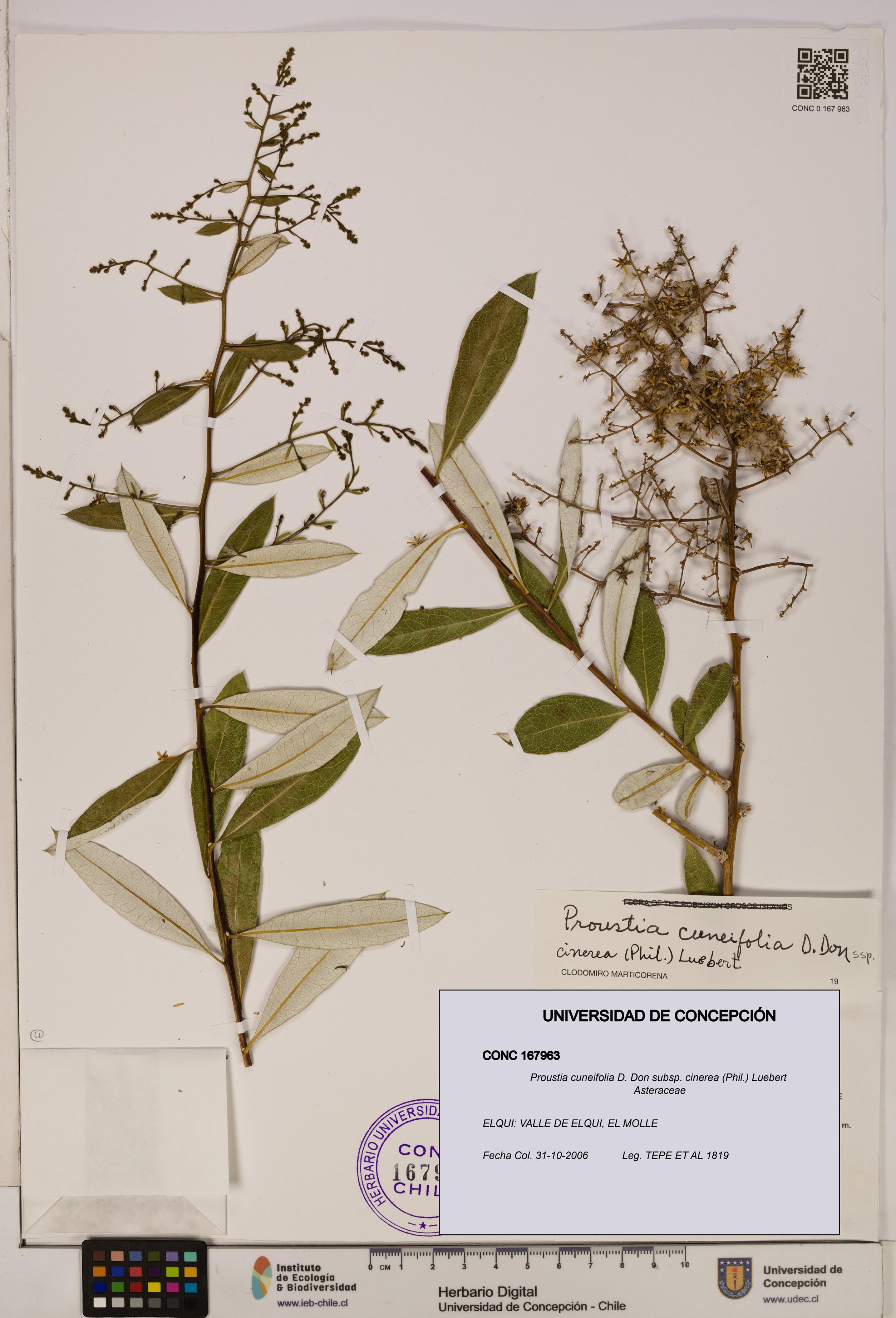 Proustia cuneifolia [Espécimen: UDEC:CONC:0167963]