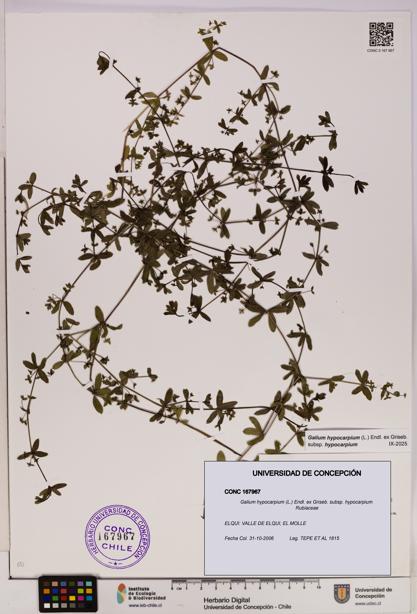 Galium hypocarpium subsp. hypocarpium [Espécimen: UDEC:CONC:0167967]
