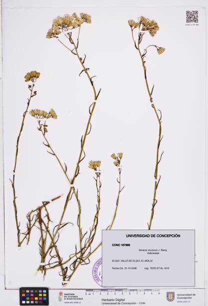 Senecio murorum [Espécimen: ]