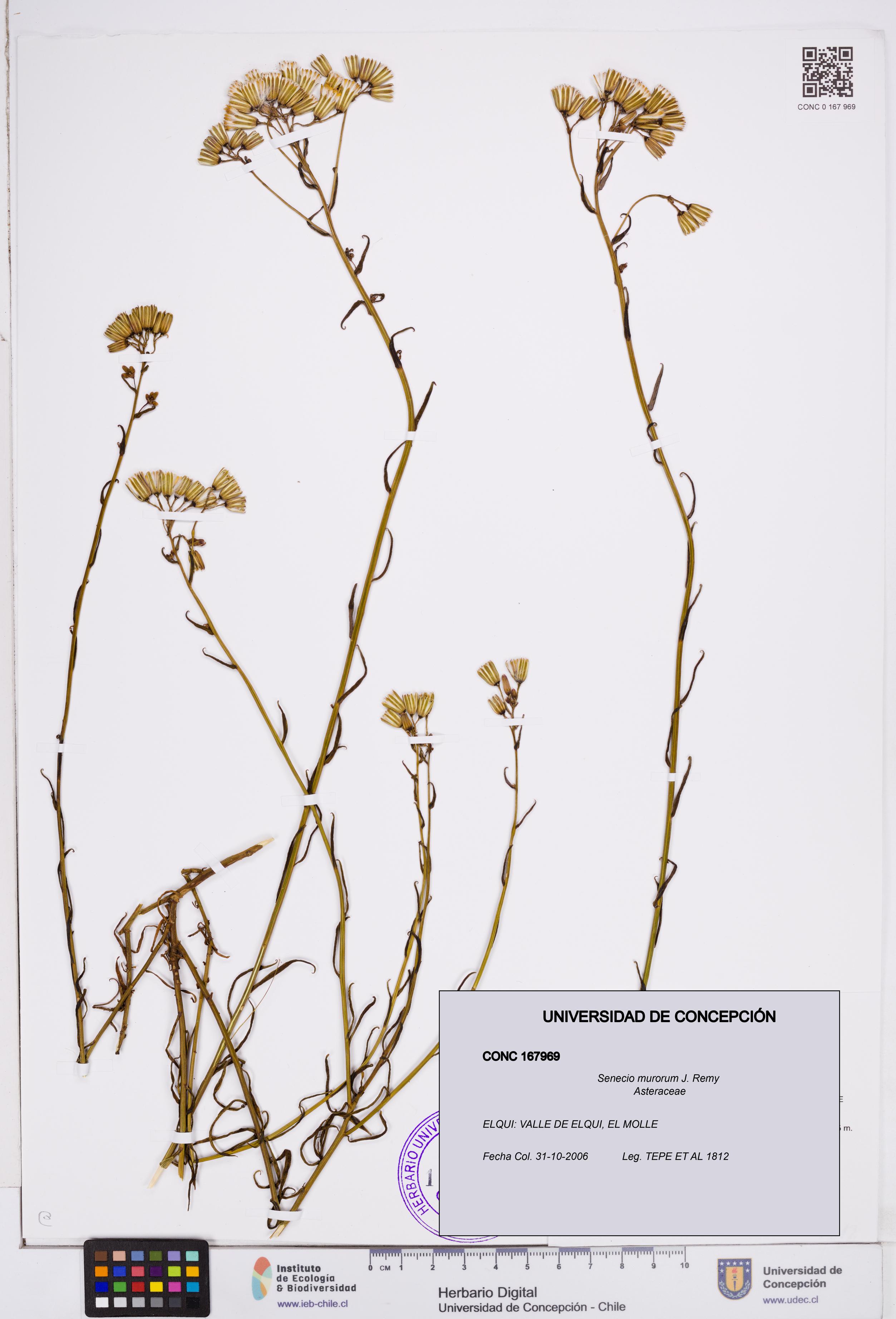 Senecio murorum [Espécimen: ]