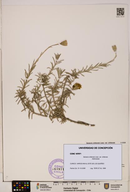 Senecio chilensis var. chilensis [Espécimen: UDEC:CONC:0167971]