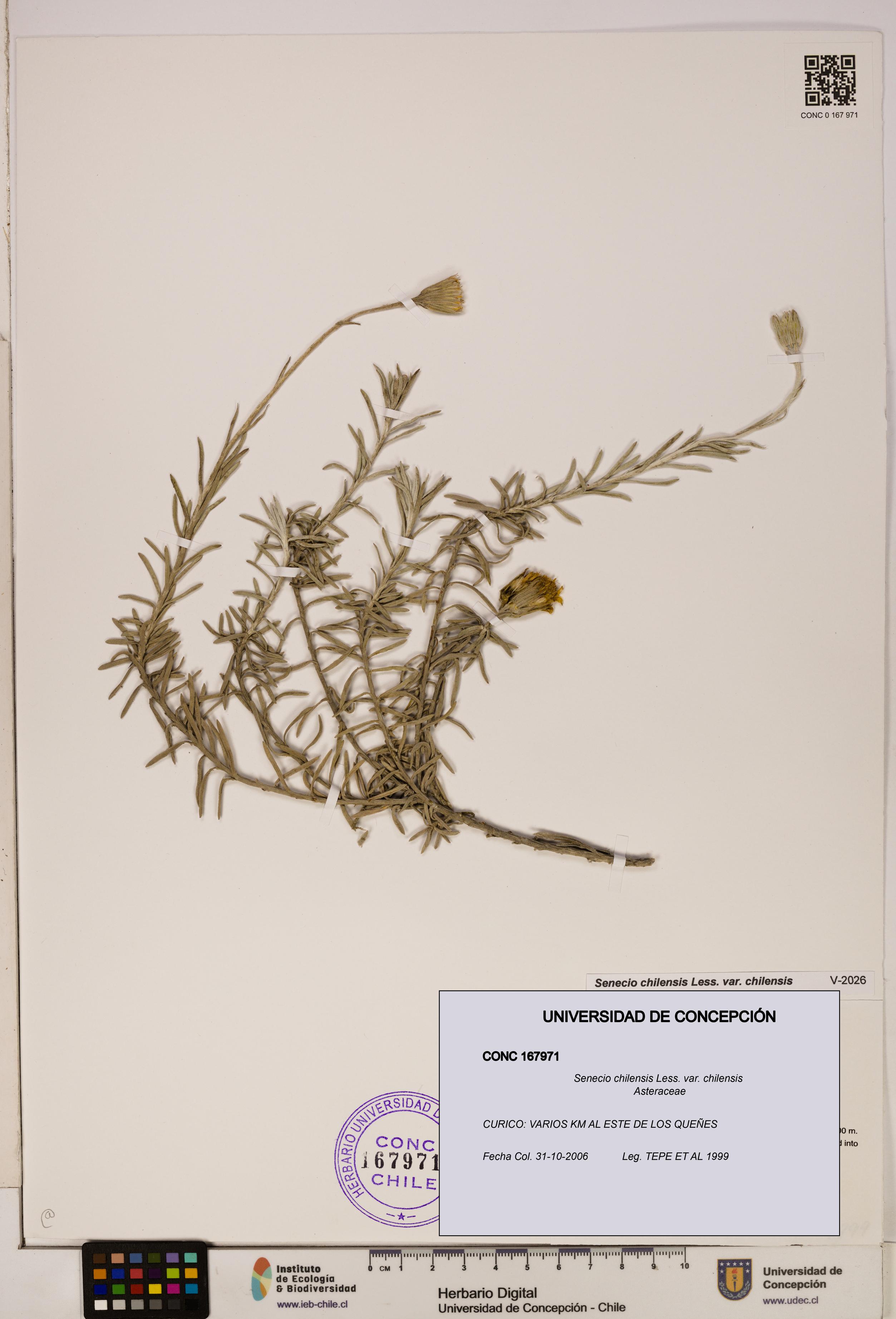 Senecio chilensis var. chilensis [Espécimen: UDEC:CONC:0167971]