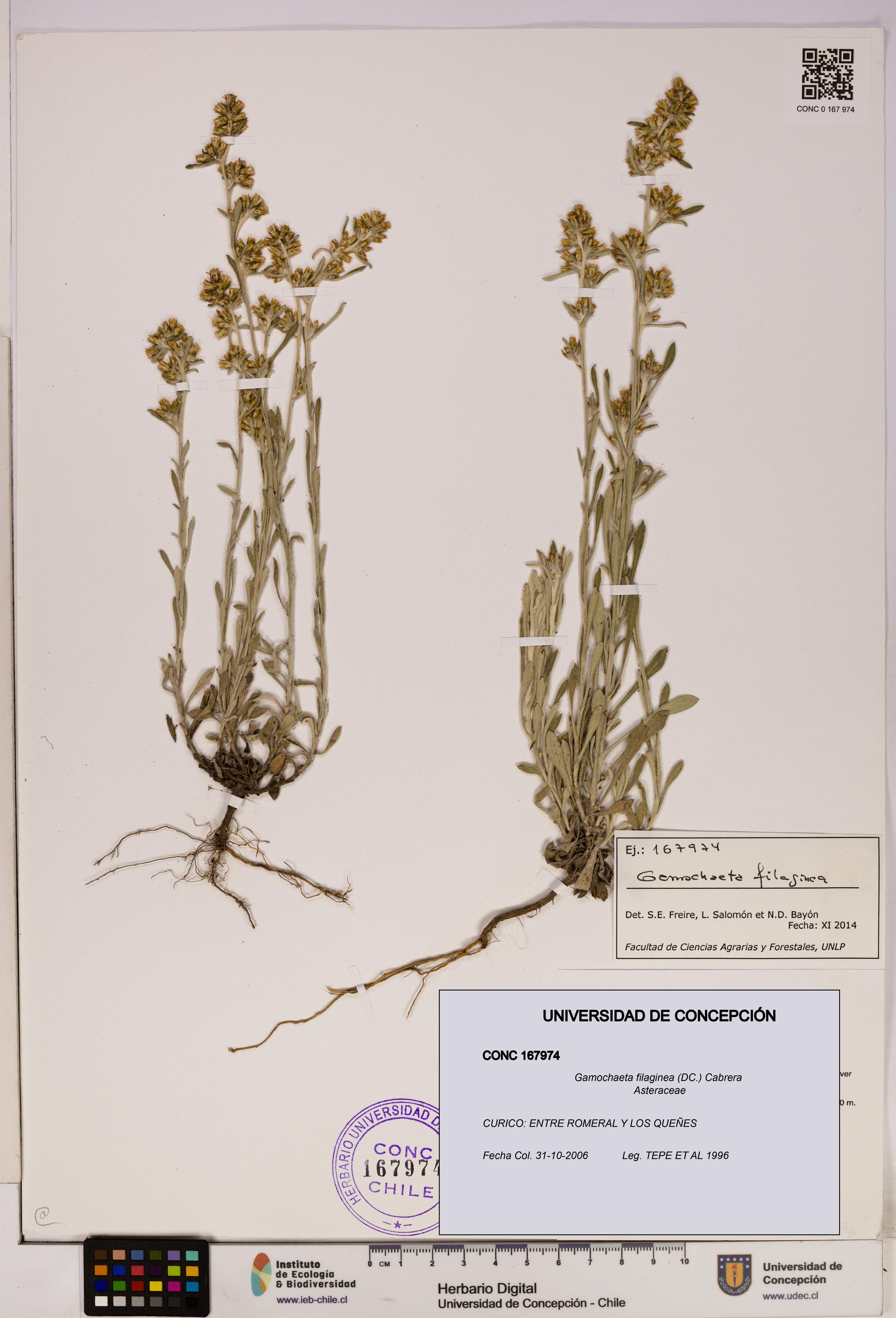 Gamochaeta filaginea [Espécimen: UDEC:CONC:0167974]
