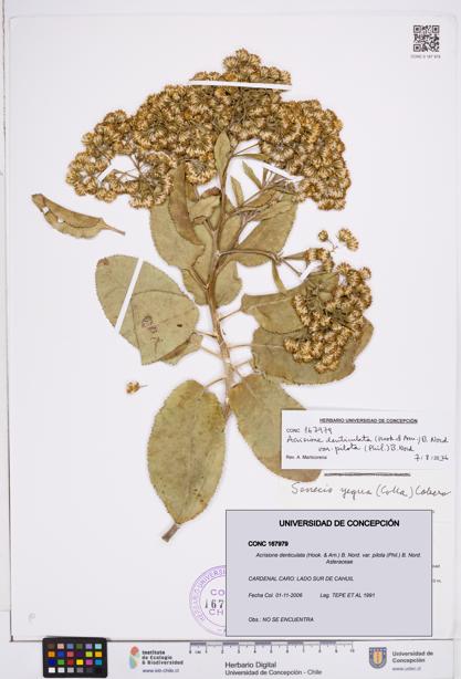 Acrisione denticulata var. pilota [Espécimen: ]
