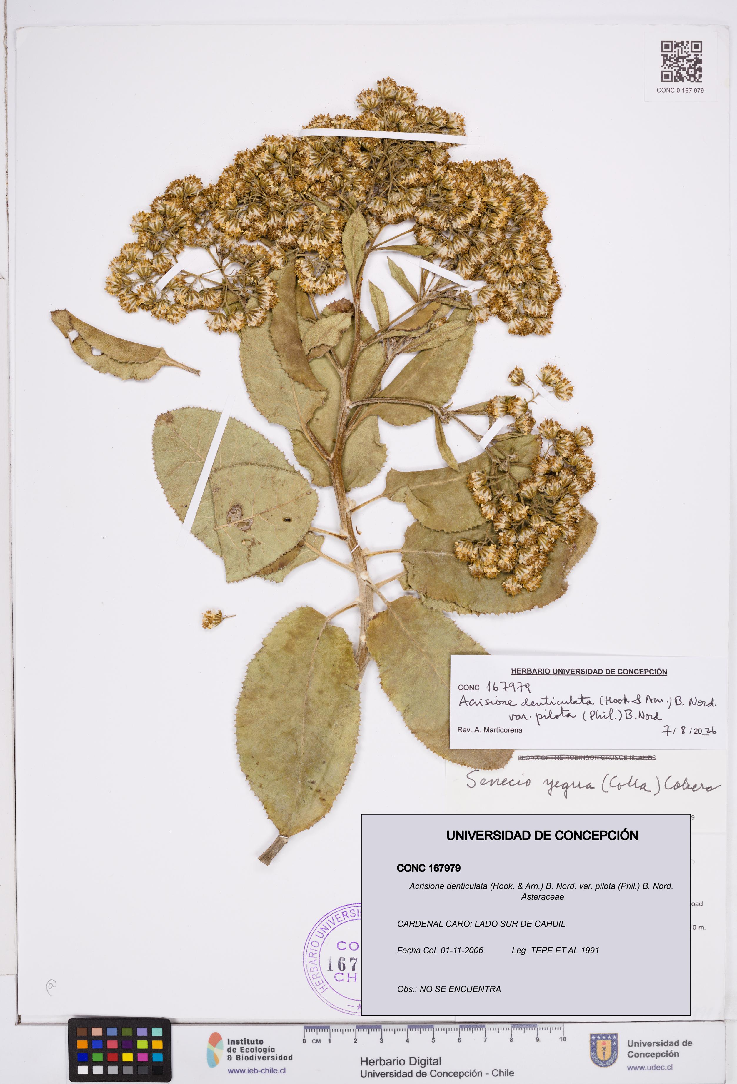 Acrisione denticulata var. pilota [Espécimen: ]