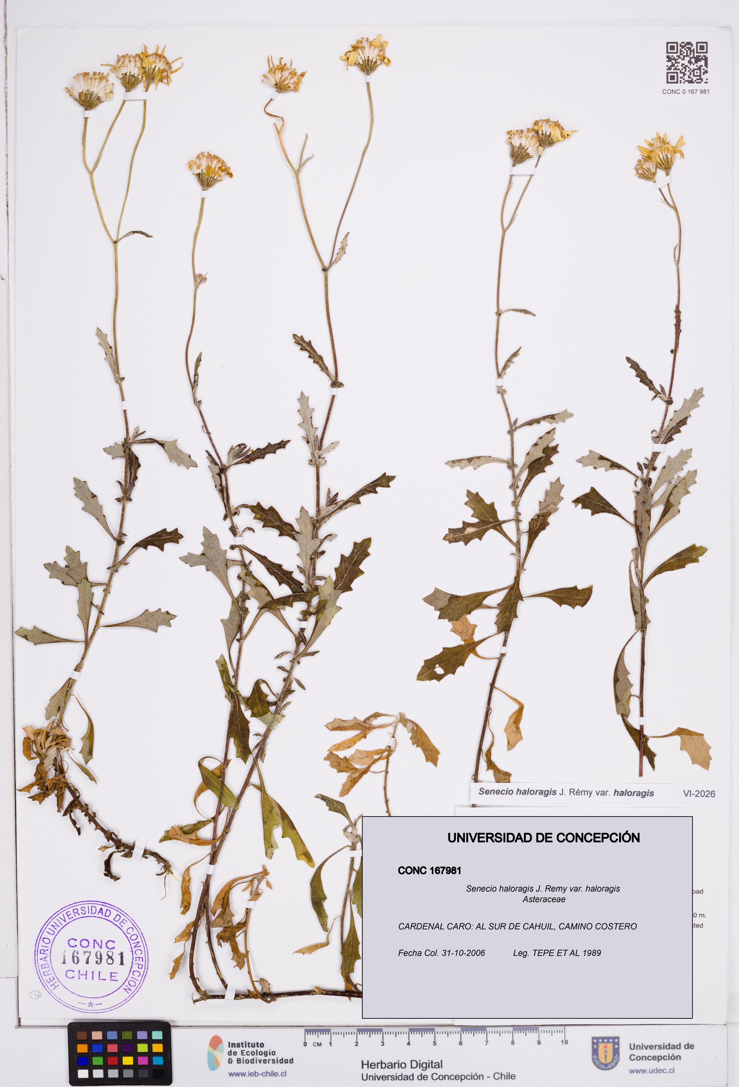 Senecio haloragis var. haloragis [Espécimen: ]