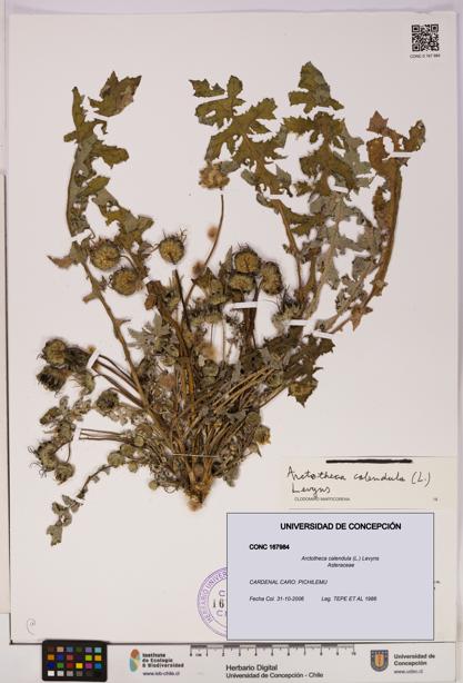 Arctotheca calendula [Espécimen: UDEC:CONC:0167984]