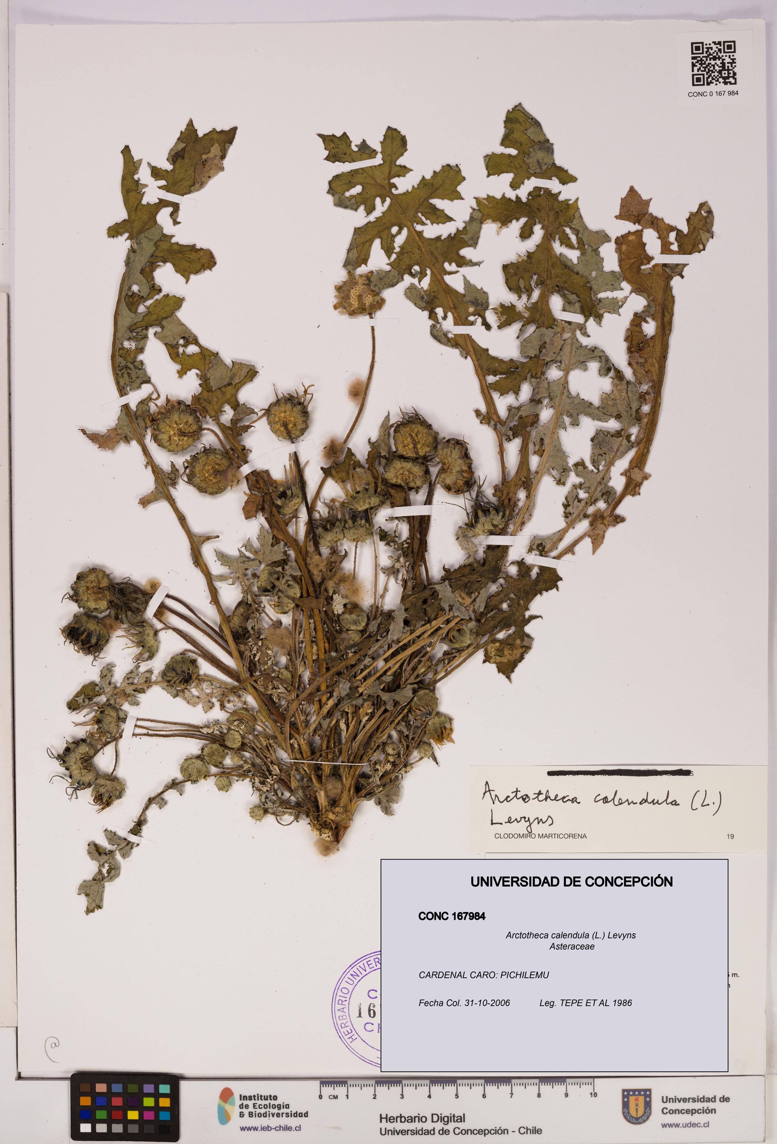 Arctotheca calendula [Espécimen: UDEC:CONC:0167984]