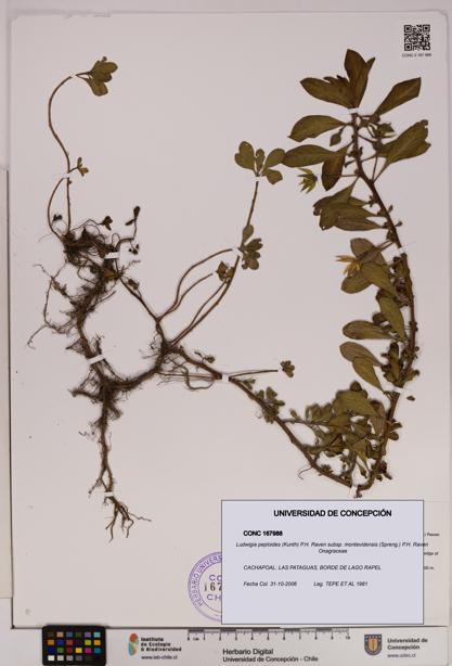 Ludwigia peploides [Espécimen: UDEC:CONC:0167988]