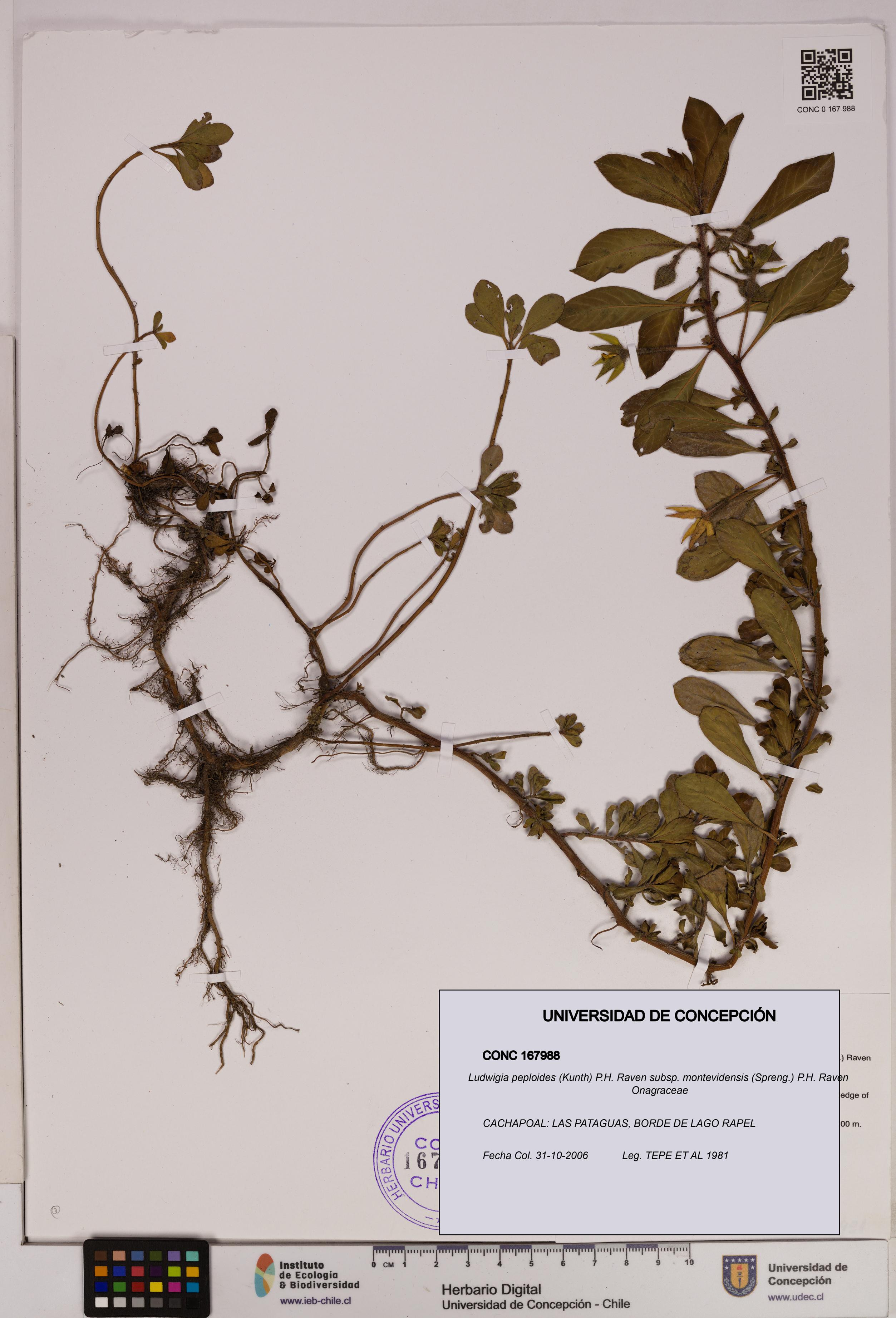 Ludwigia peploides [Espécimen: UDEC:CONC:0167988]