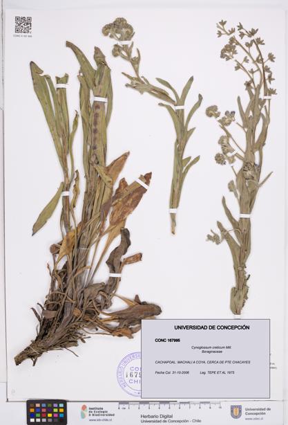 Cynoglossum creticum [Espécimen: ]