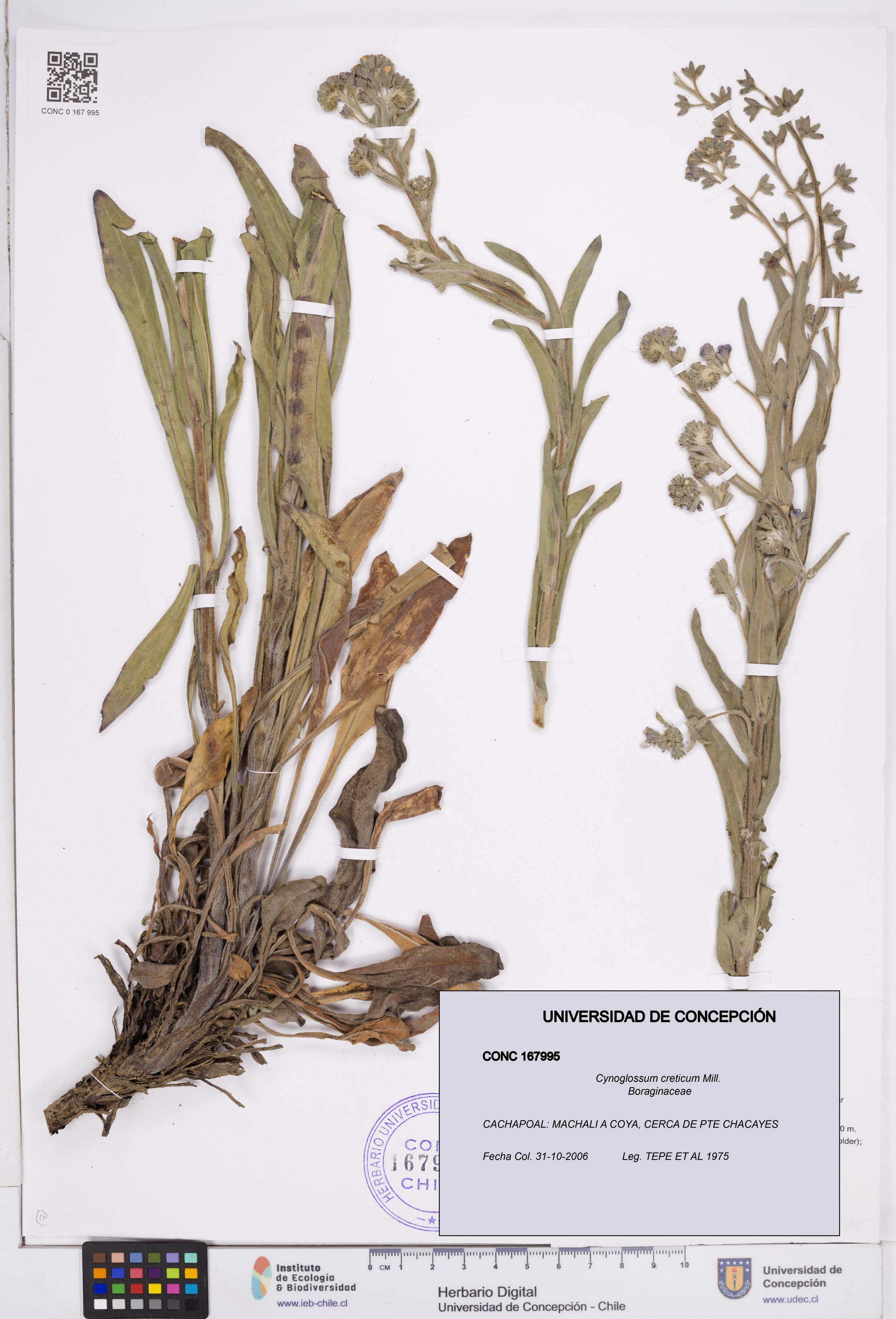 Cynoglossum creticum [Espécimen: ]