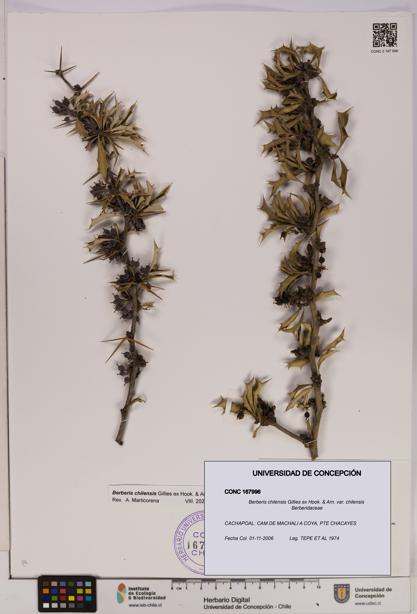 Berberis chilensis var. chilensis [Espécimen: UDEC:CONC:0167996]