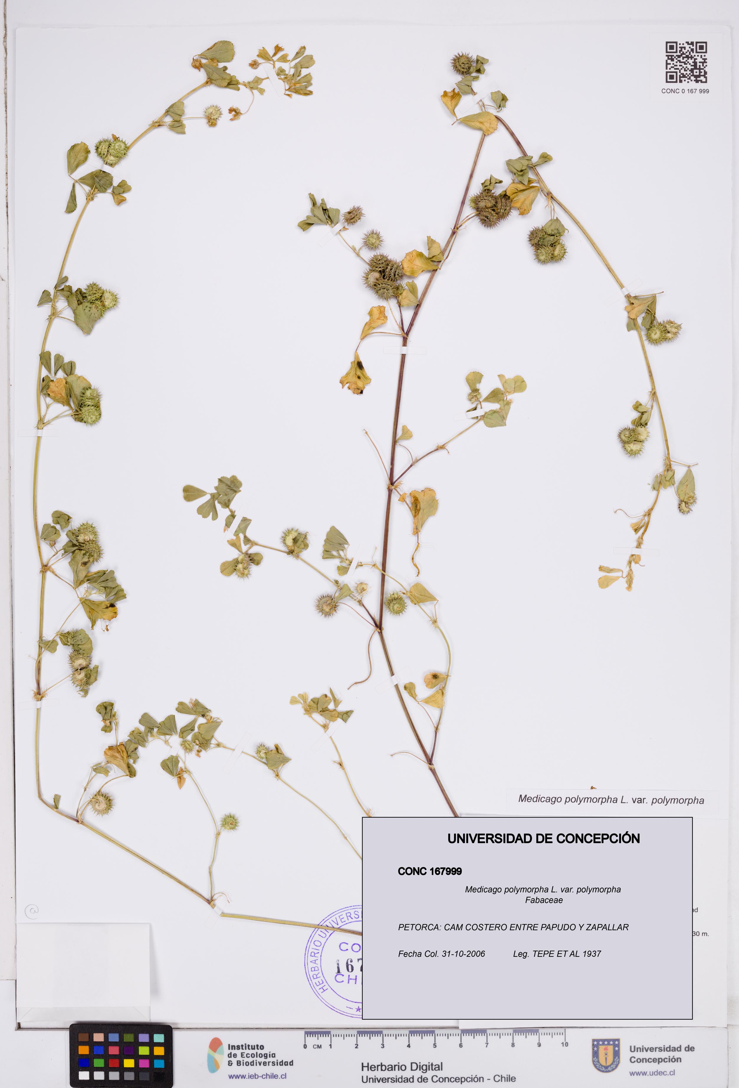 Medicago polymorpha var. polymorpha [Espécimen: ]