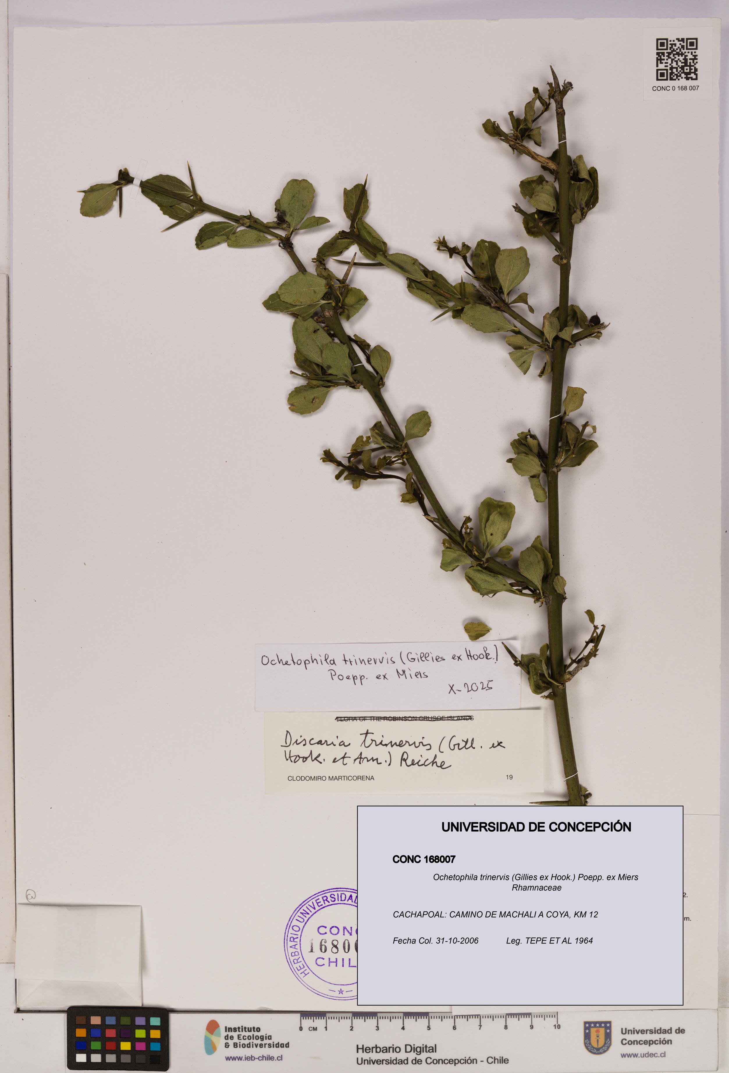 Ochetophila trinervis [Espécimen: UDEC:CONC:0168007]